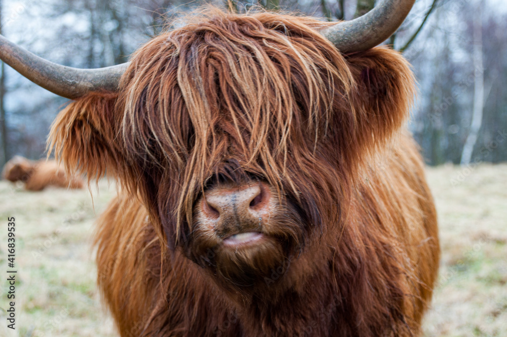 Close up of a highland cow - obrazy, fototapety, plakaty 