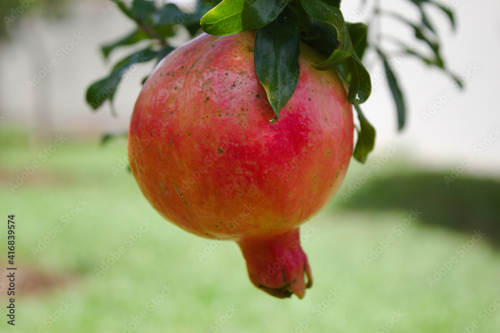 Pomegranate fruit found in southern Brazil Pomegranate fruit found in southern Brazil