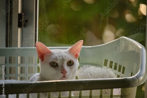 фотография Floki the cute white cat