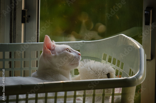 Fototapeta Floki the cute white cat
