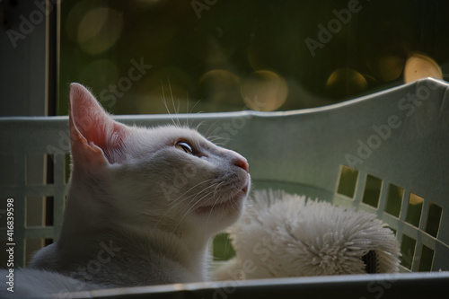 Fotografie Floki the cute white cat