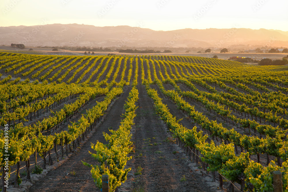 	
Warm setting sun flooding golden light over vineyard countryside with rolling hills