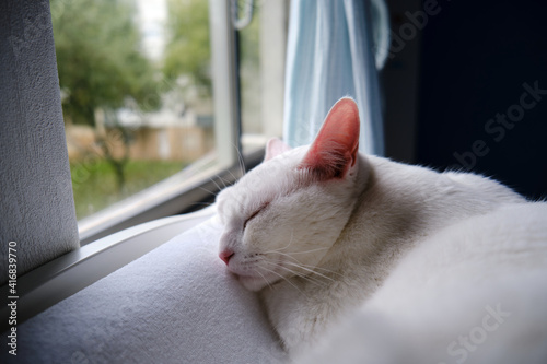 Photo Floki the cute white cat