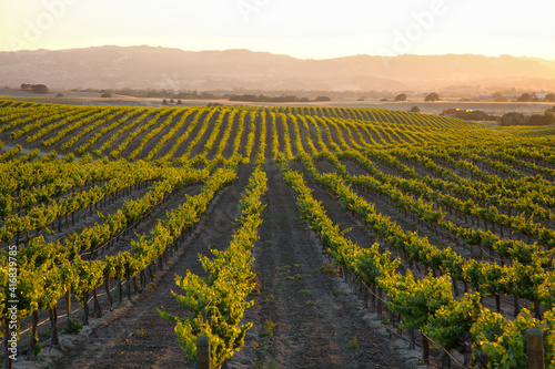 	
Warm setting sun flooding golden light over vineyard countryside with rolling hills photo