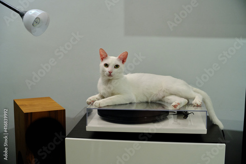 Fotografie, Obraz Floki the cute white cat