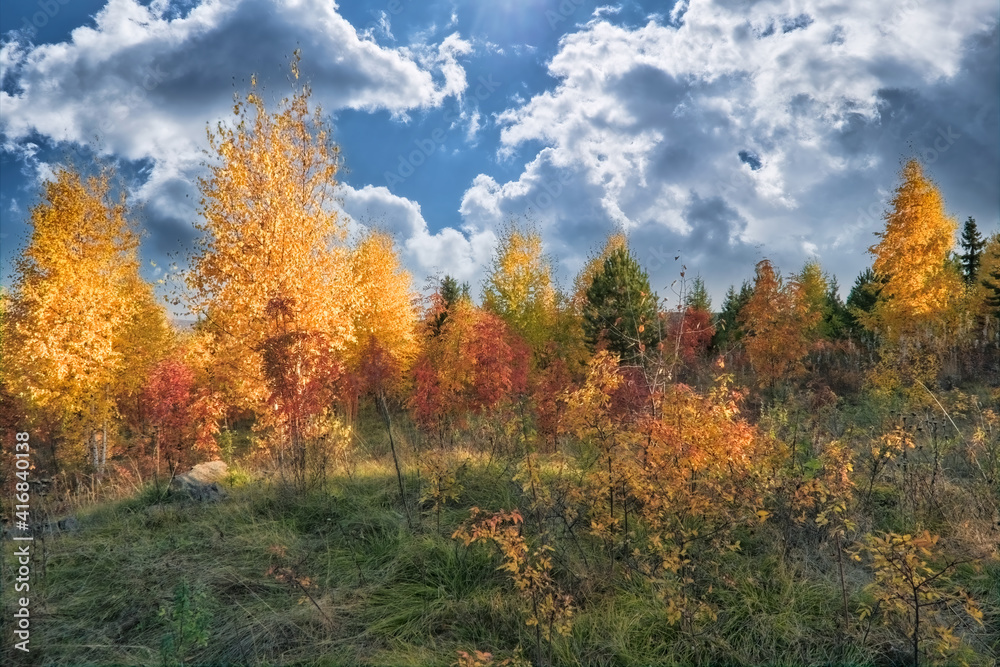 Fototapeta premium Beautiful autumn landscape. Autumn yellow and red forest, nature autumn landscape.