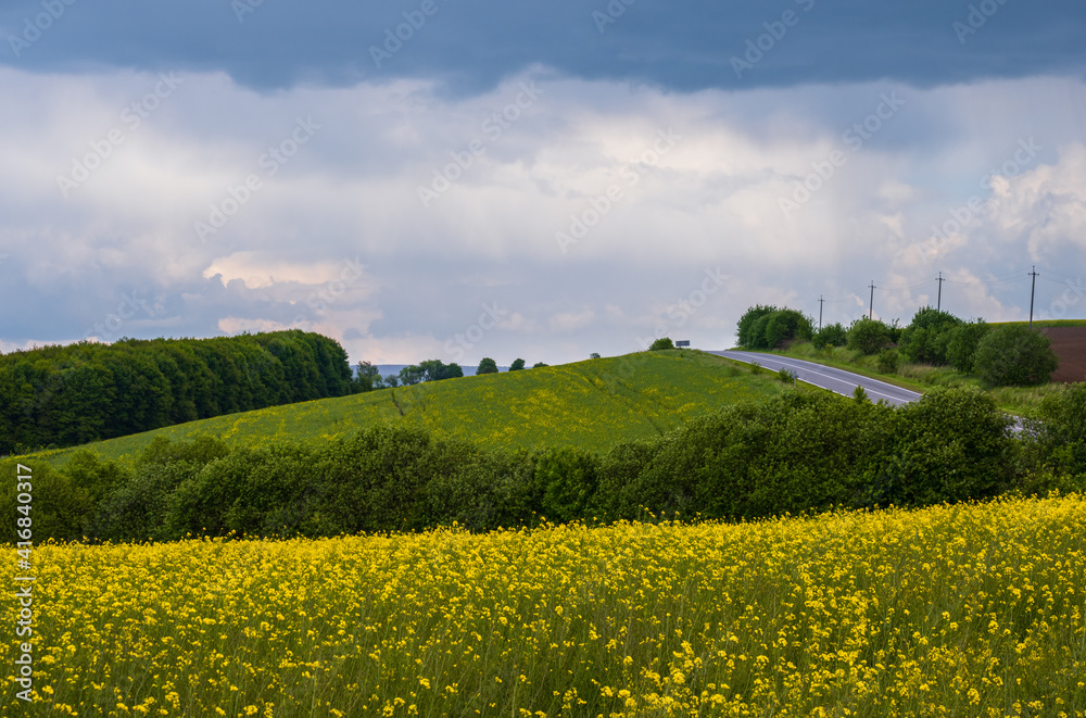 Spring rapeseed yellow blooming fields Spring rapeseed yellow blooming fields