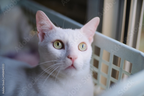 Floki the cute white cat фототапет