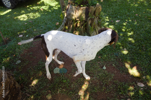 White dog with brown spots