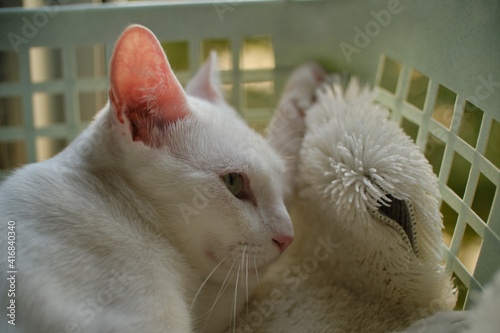 Fotografie, Obraz Floki the cute white cat