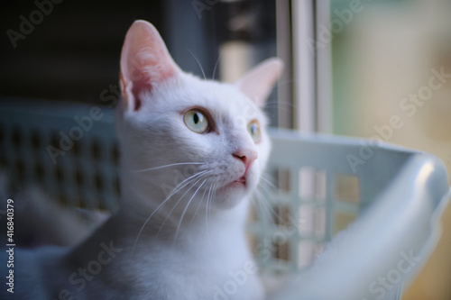Tablou pe pânză Floki the cute white cat