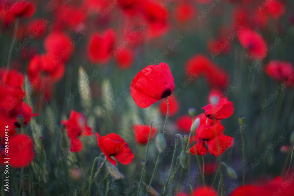 Fototapeta premium Red poppies close-up on a blurry background. Poppy field. Spring background.