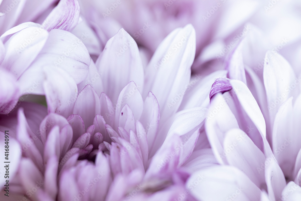 close up of purple  gerbera daisy flower with drops.  macro.