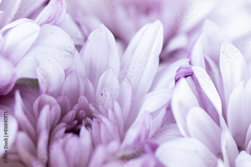 close up of purple gerbera daisy flower with drops. macro.