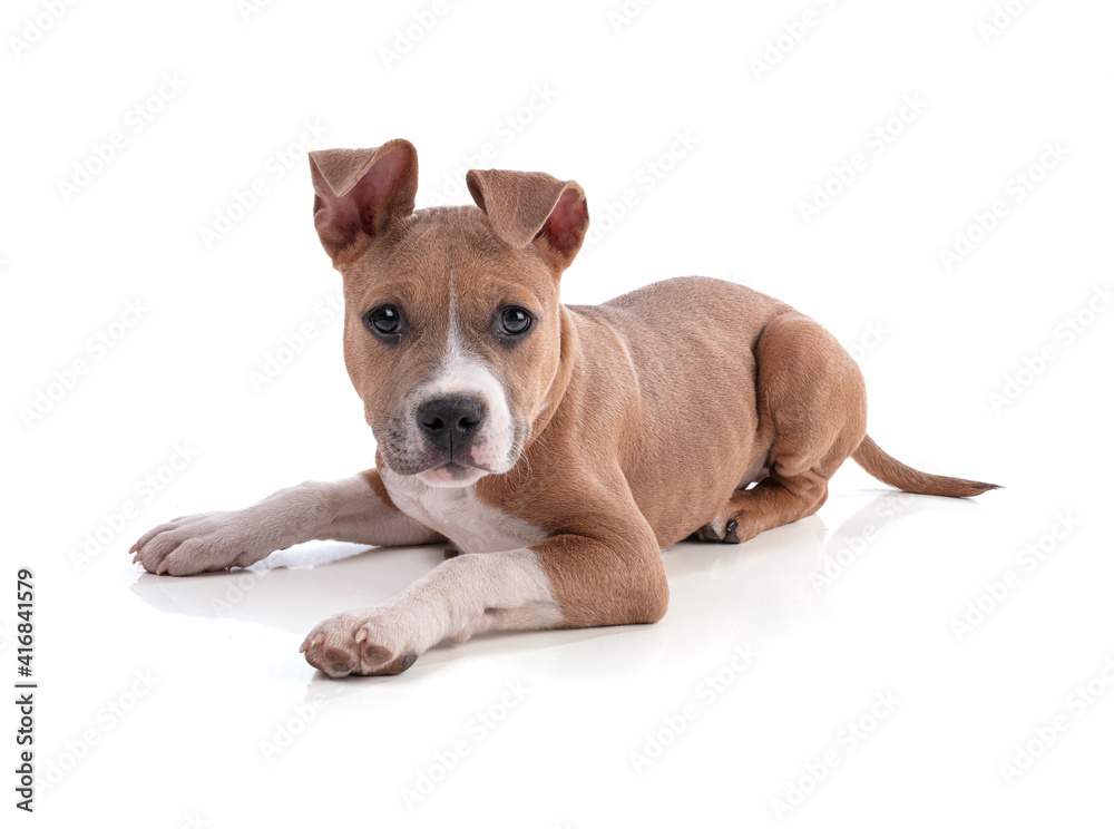 3 month old American Staffordshire Terrier puppy