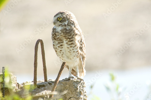 Wallpaper Mural Burrowing owl perched on a pole  Torontodigital.ca