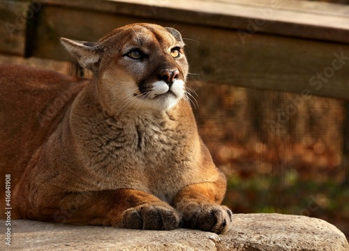 Vászonkép The cougar (Puma concolor)captive animal in Zoo, is american native animal,known as puma,catamount,mountain lion,red tiger or panther
