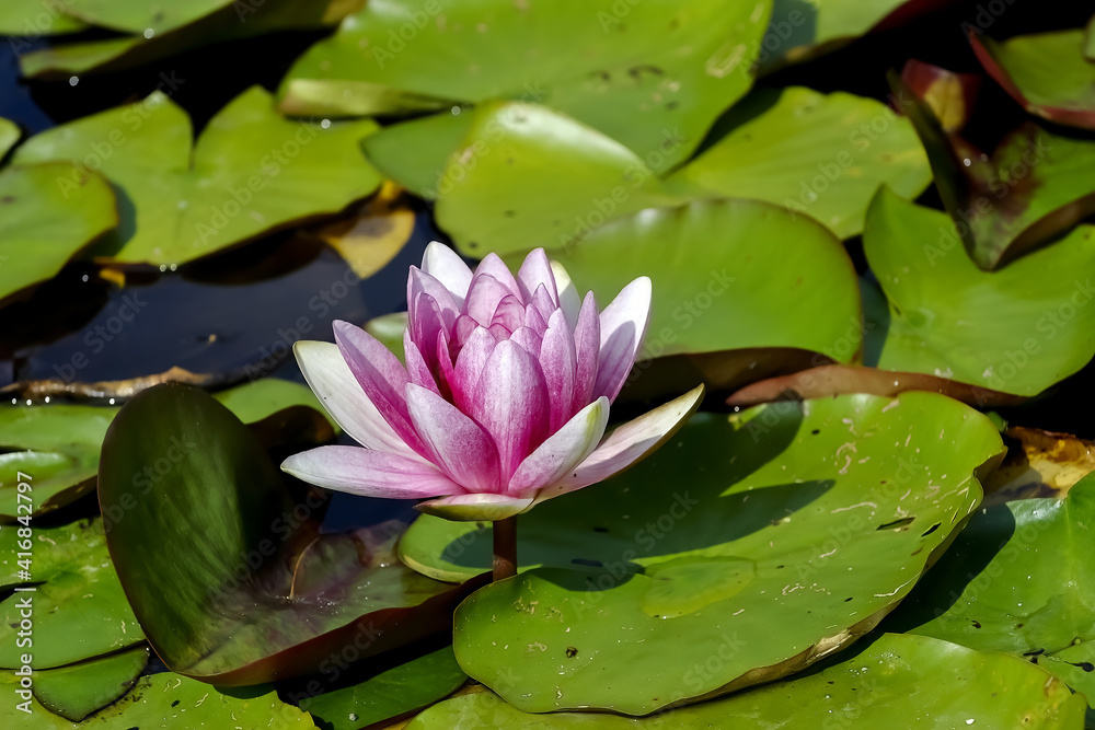 Flower of the dwarf white water-lily, Nymphaea candida, in summer, Germany, Europe Flower of the dwarf white water-lily, Nymphaea candida, in summer, Germany, Europe