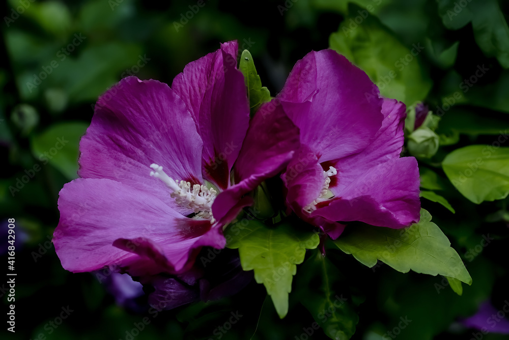 Naklejka premium Flower of the Rose of Sharon - Hibiscus syriacus - in summer, Germany, Europe..