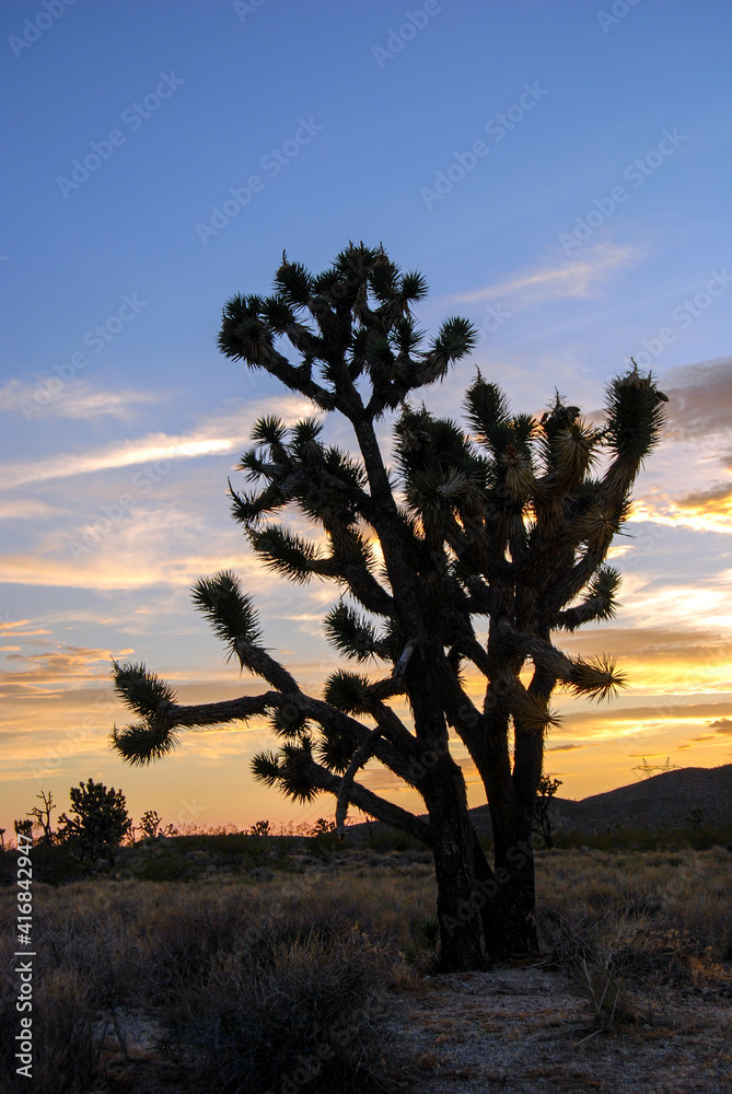 Joshua tree silhouetted by cloudy sunset sky