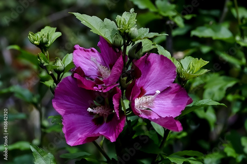 Flower of the Rose of Sharon - Hibiscus syriacus - in summer, Germany, Europe..
