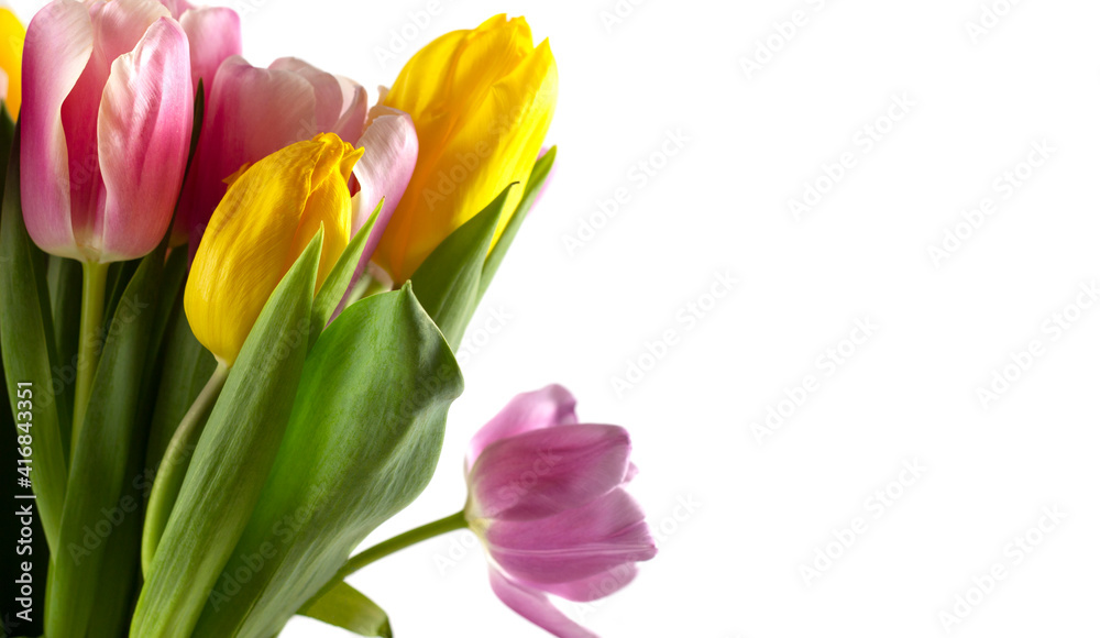 Spring background. Flower in garden at spring day. Flower for decoration and agriculture concept design. Colorful flower. Spring background. Flower in garden at spring day. Flower for decoration and agriculture concept design. Colorful flower.