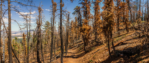 Panorama shot of dead trees in burned forest in Bryce canyon national park at sunny day in Utah  america