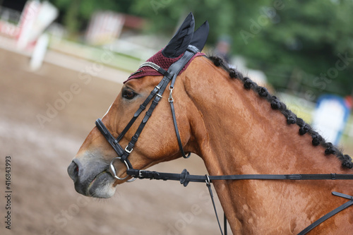 Unknown contestant rides at dressage horse event in riding ground. Head shot close up of a dressage horse during competition event © acceptfoto