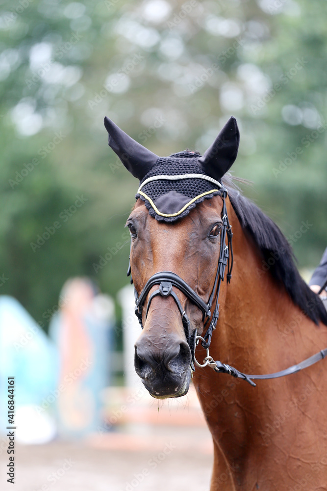 Obraz premium Headshot portrait close up of a beautiful sport horse on show jumping event. Side view head shot of a show jumper horse on natural background