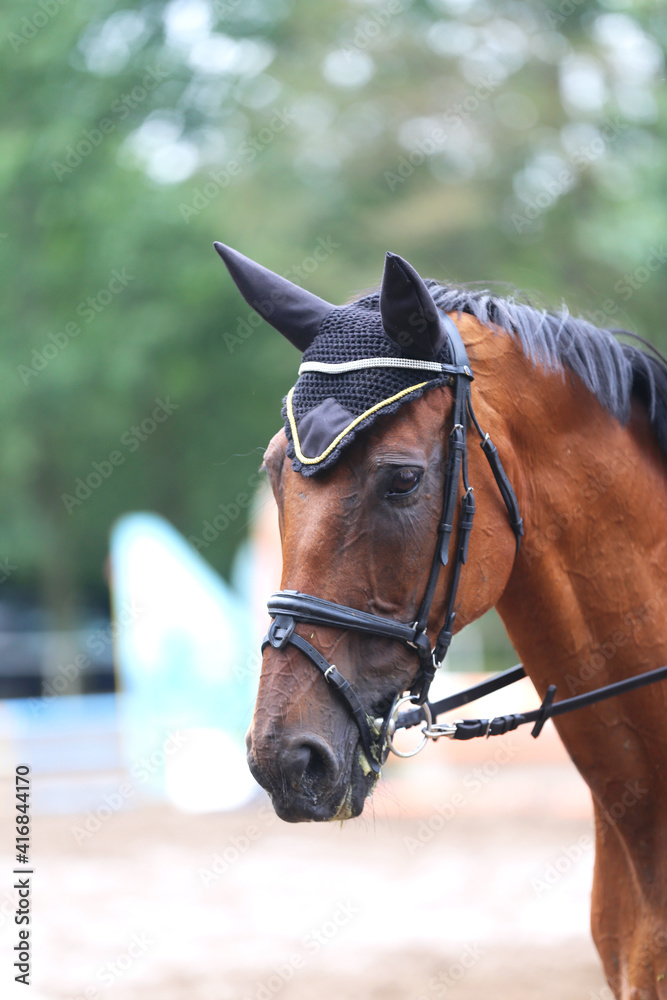 Headshot portrait close up of a beautiful sport horse on show jumping event. Side view head shot of a show jumper horse on natural background Headshot portrait close up of a beautiful sport horse on show jumping event. Side view head shot of a show jumper horse on natural background