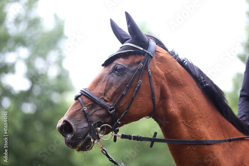 Fototapeta Naklejka Na Ścianę i Meble -  Headshot portrait close up of a beautiful sport horse on show jumping event. Side view head shot of a show jumper horse on natural background