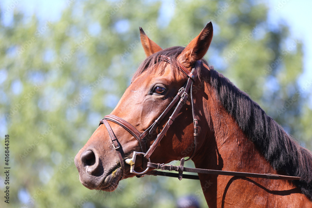 Fototapeta premium Headshot portrait close up of a beautiful sport horse on show jumping event. Side view head shot of a show jumper horse on natural background