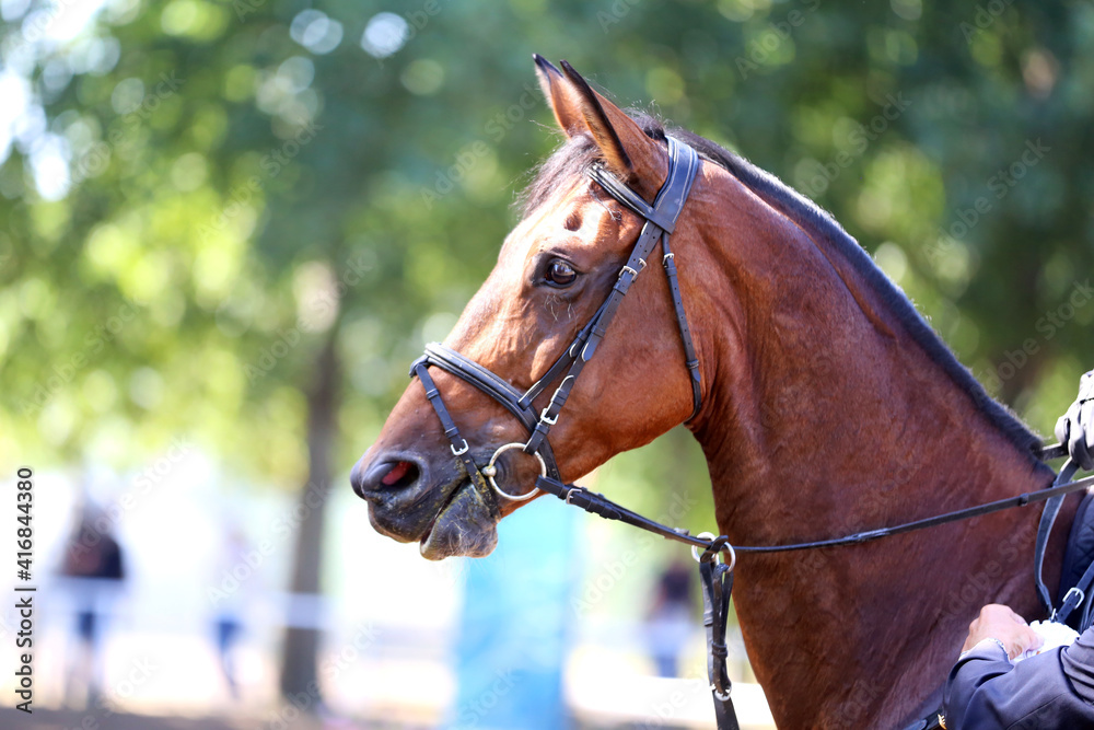 Headshot portrait close up of a beautiful sport horse on show jumping event. Side view head shot of a show jumper horse on natural background