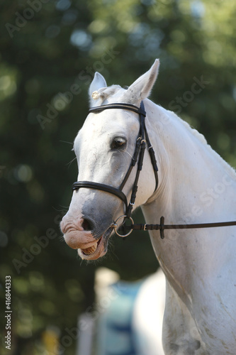 Headshot portrait close up of a beautiful sport horse on show jumping event. Side view head shot of a show jumper horse on natural background