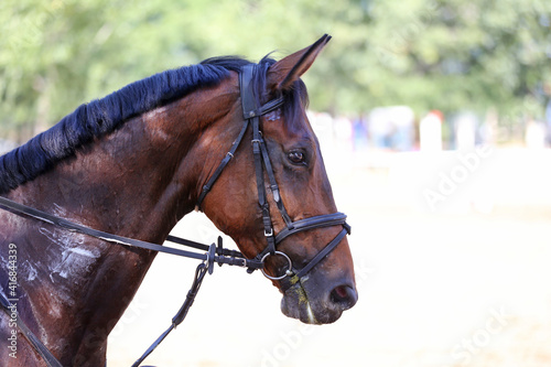 Fototapeta Naklejka Na Ścianę i Meble -  Headshot portrait close up of a beautiful sport horse on show jumping event. Side view head shot of a show jumper horse on natural background