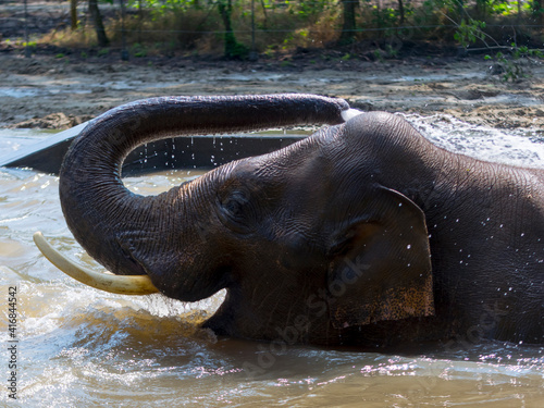 Asian elephant is having bath in a pool