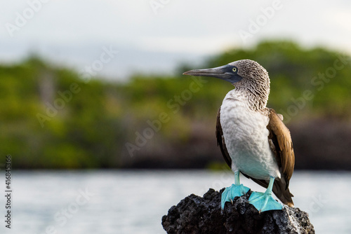 Ecuador, Galapagos Islands, Santa Cruz. Black Turtle Cove, Blue-footed booby perching.
