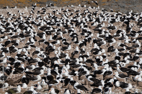 Falkland Islands, West Falklands, Jason Islands, Steeple Jason. Largest black-browed albatross colony in the Falklands.