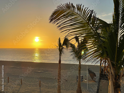 Sunset palm tree view on the beach