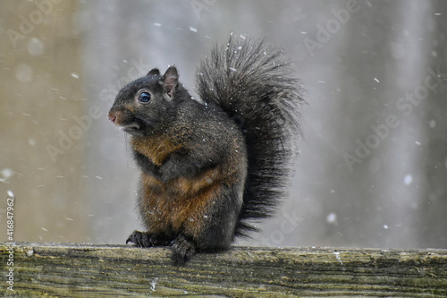 Black (melanistic) Eastern Grey Squirrel during a snowstorm © LilliDale