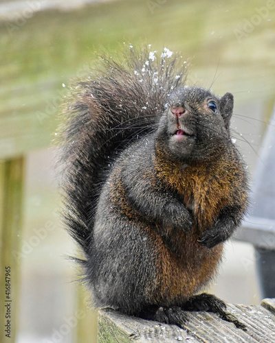 Black (melanistic) Eastern Grey Squirrel dusted with snow