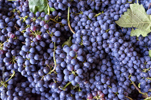 Uvas para vino , grapes wine