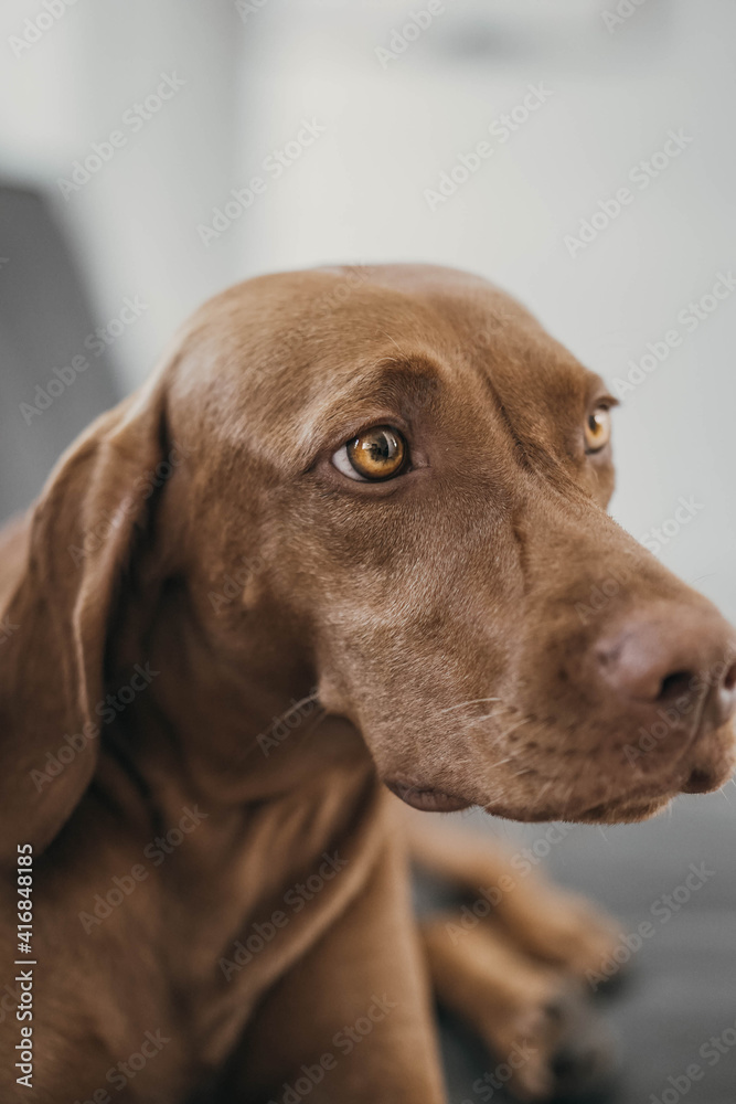 portrait of a dog portrait of a dog