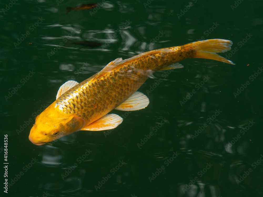 big golden carp in green water of a pond