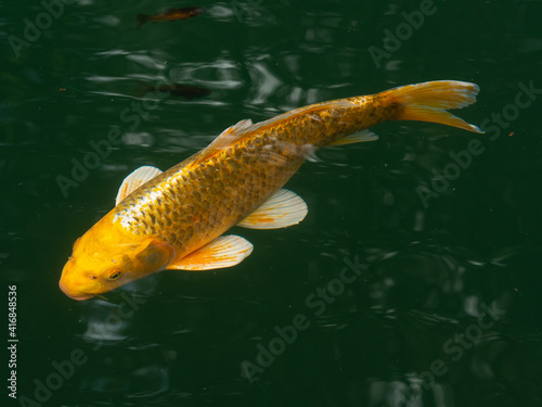 Obraz na płótnie big golden carp in green water of a pond w salonie