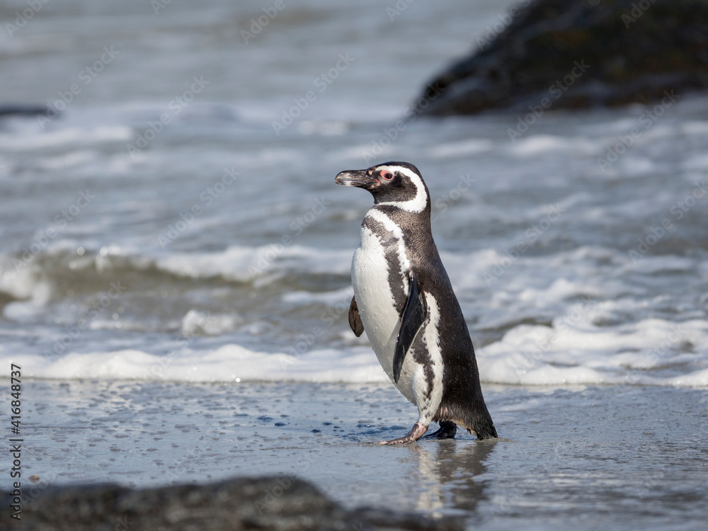 Naklejka premium Magellanic Penguin, Falkland Islands.