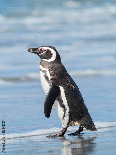 Magellanic Penguin  Falkland Islands.