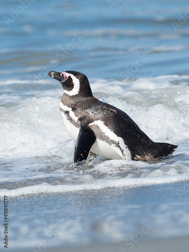 Magellanic Penguin  Falkland Islands.