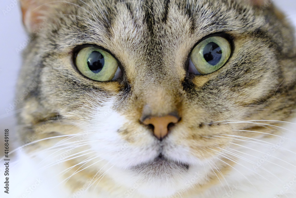 Portrait of a three quarter cat with large green eyes, three color triggers and white chest. Sitting on a white blanket Portrait of a three quarter cat with large green eyes, three color triggers and white chest. Sitting on a white blanket