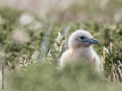 Falkland skua or brown skua chick. They are the great skua of the southern polar and subpolar region, Falkland Islands.